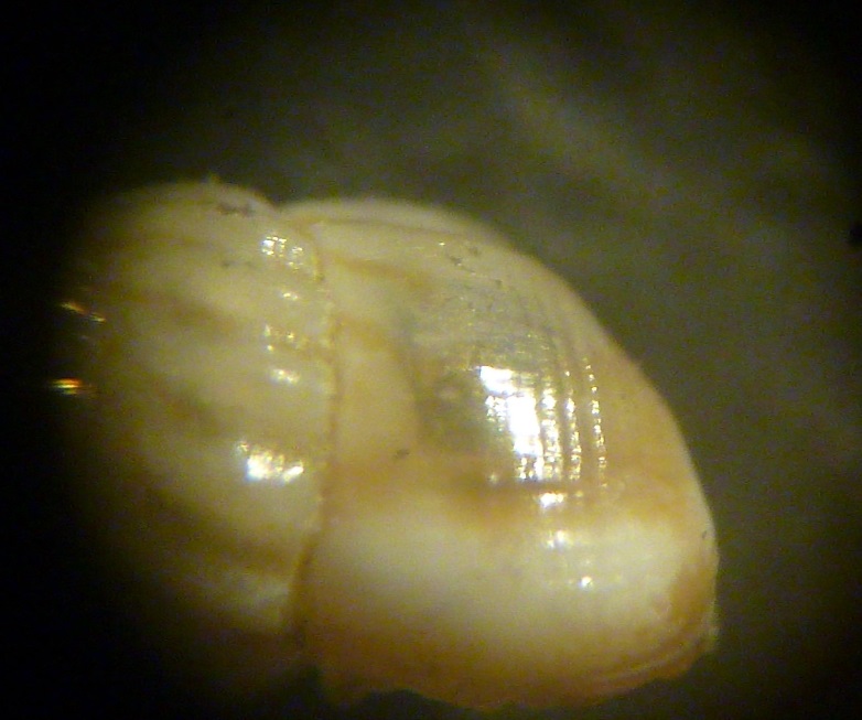 Pusillina2