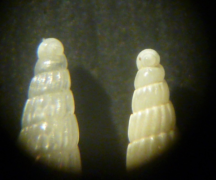 Turbonilla da determinare