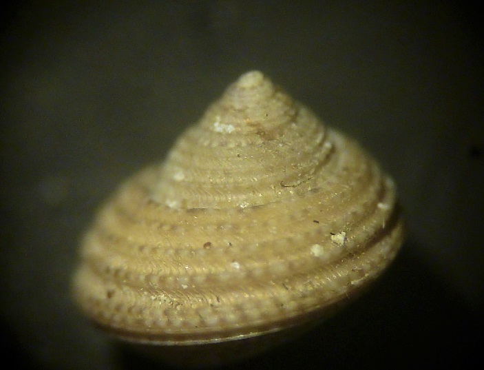 Gibbula ardens?