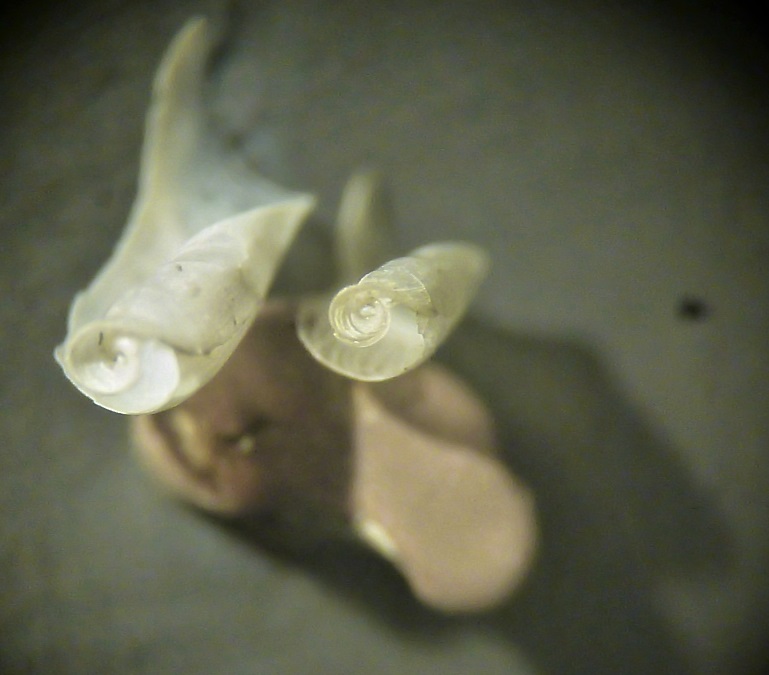 gasteropode (?) da determinare