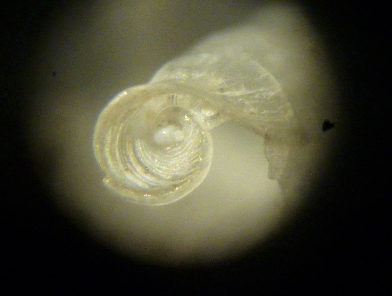 gasteropode (?) da determinare