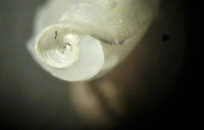 gasteropode (?) da determinare