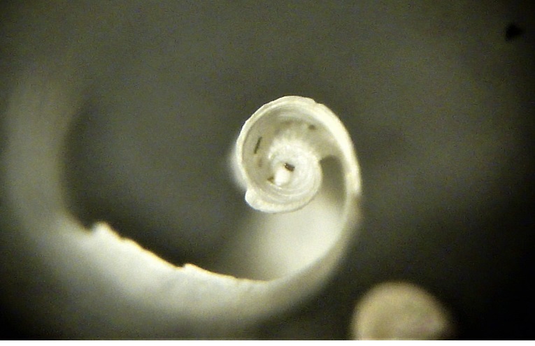 gasteropode (?) da determinare