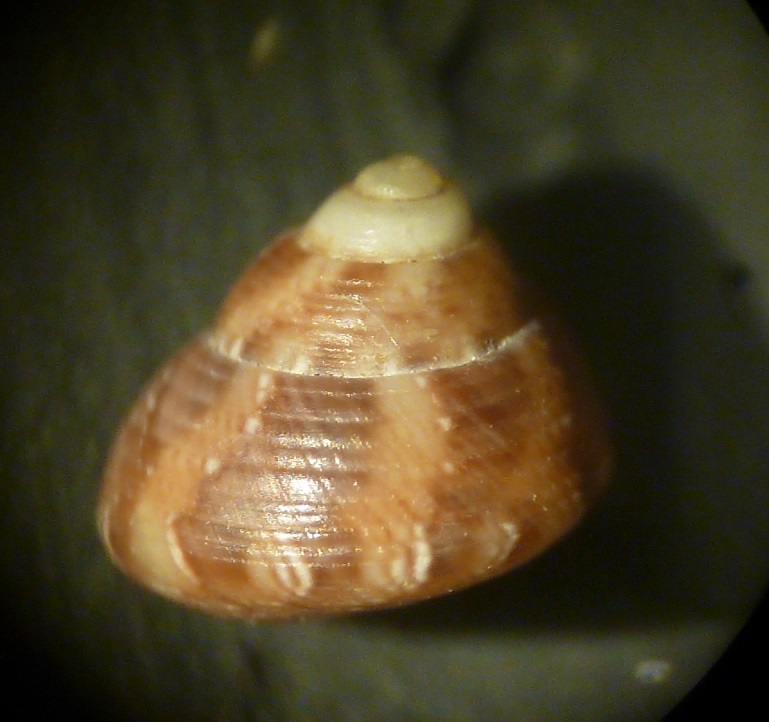 Gibbula racketti?