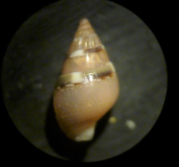 Nassarius da determinare