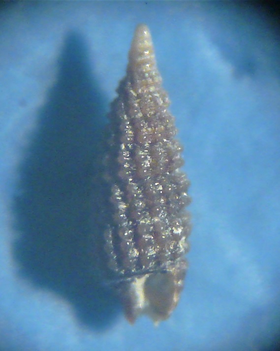 cerithiopside da determinare