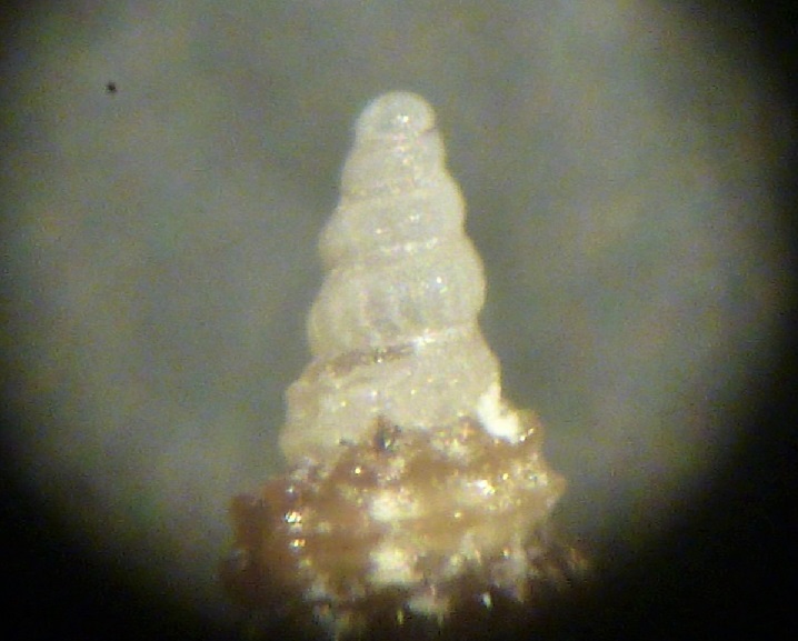 Cerithiopsis da determinare