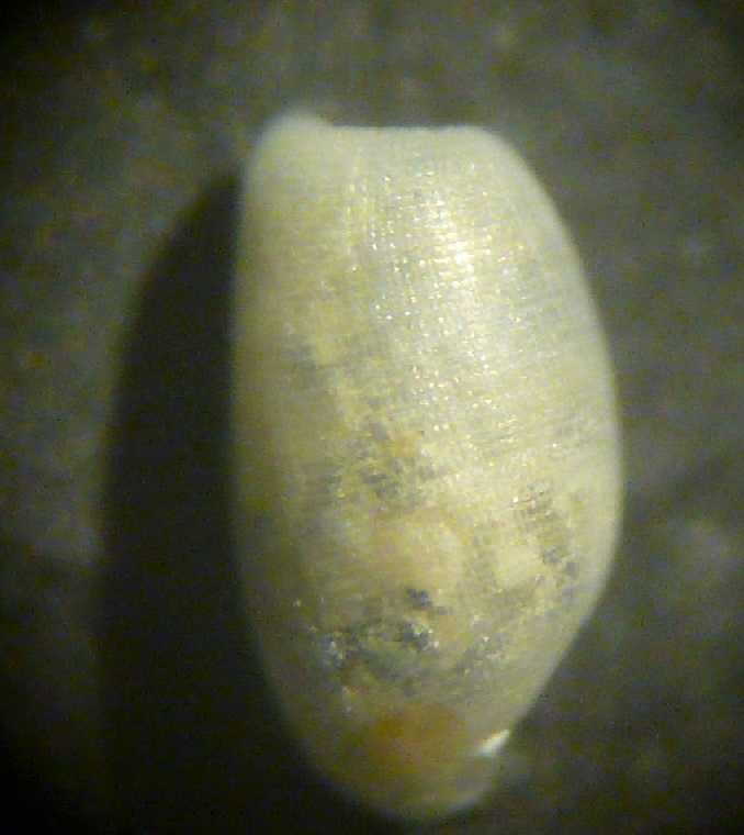 Retusa da determinare