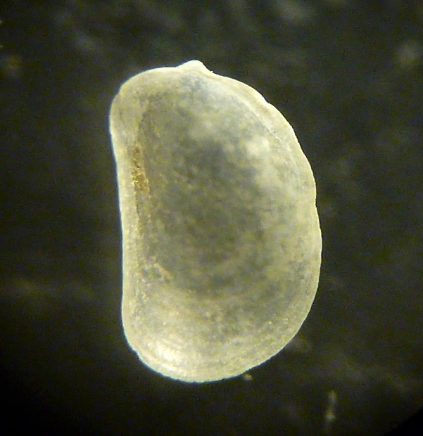micro bivalve da identificare