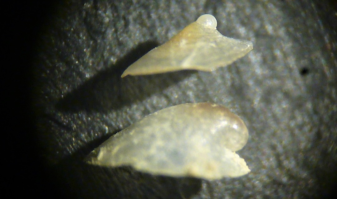 Copulabyssia corrugata ?