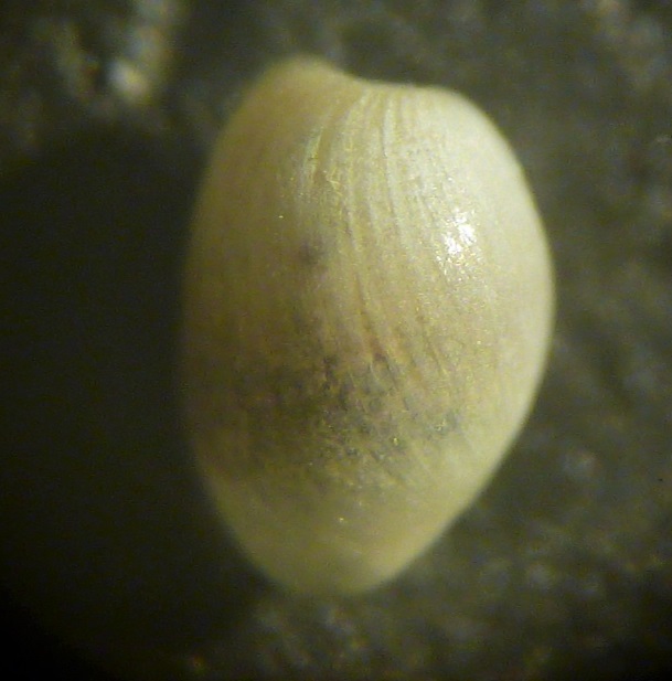 Gasteropode da determinare