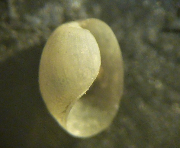 Gasteropode da determinare