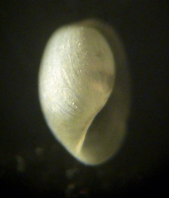 Gasteropode da determinare