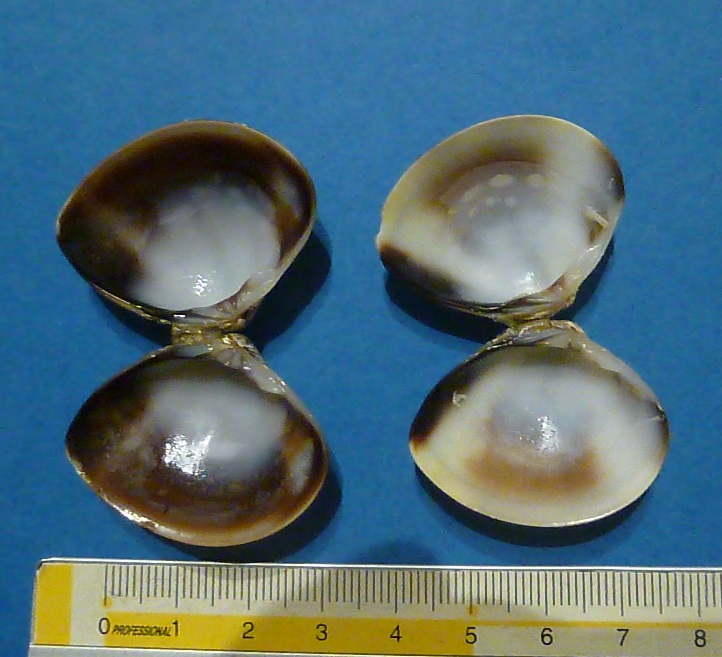 bivalve da identificare