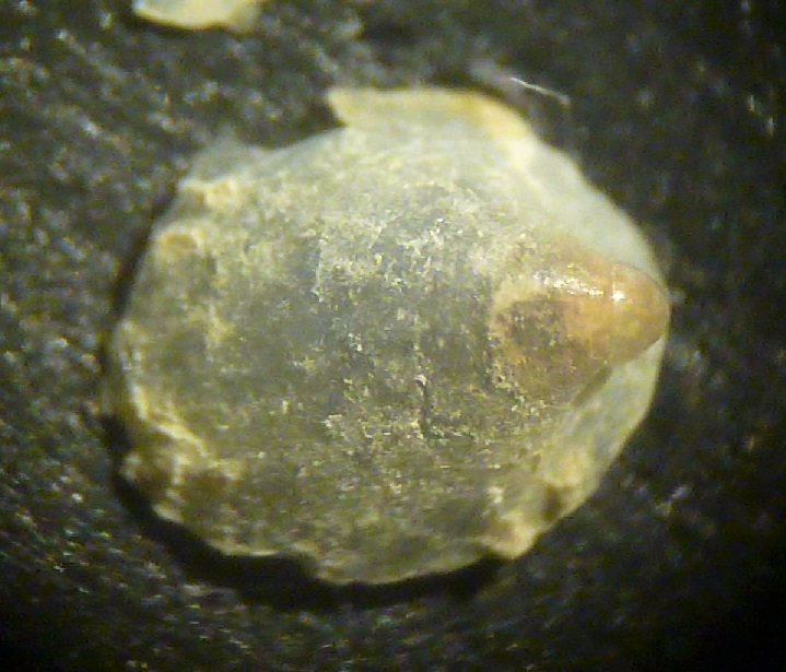 Copulabyssia corrugata ?