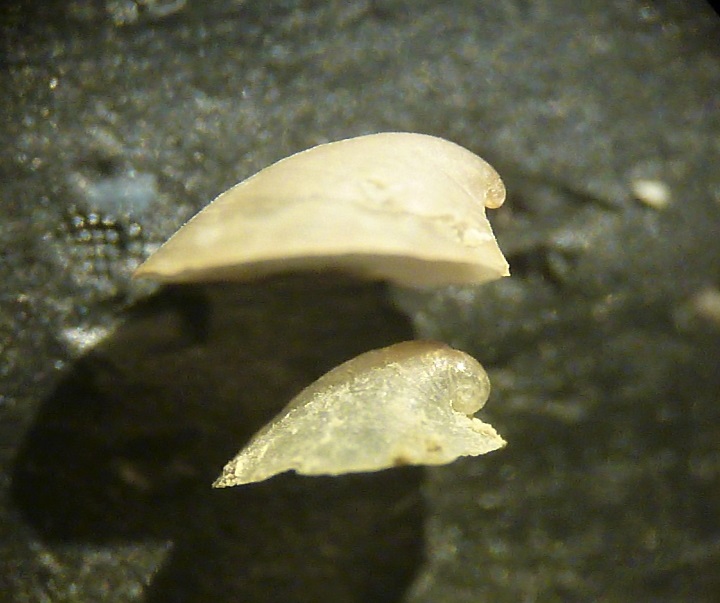 Copulabyssia corrugata ?