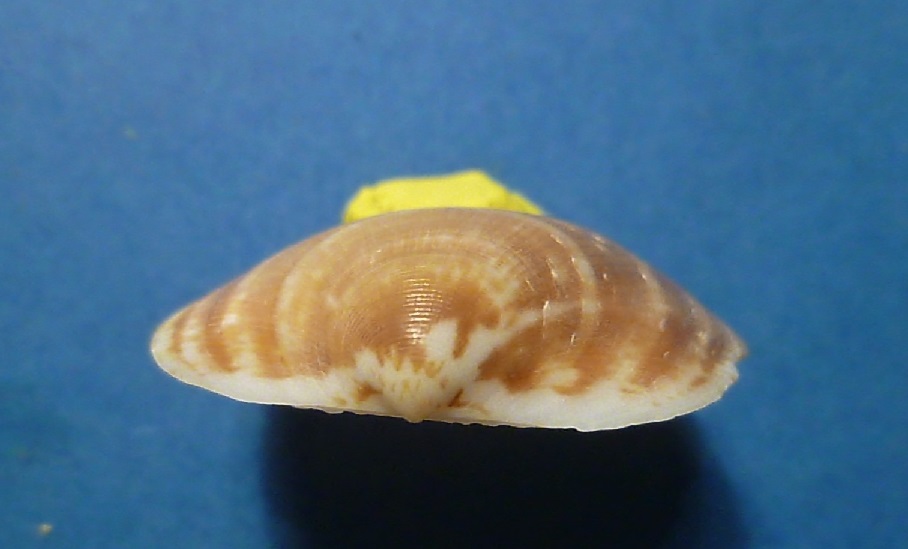 Glycymeris veneziani