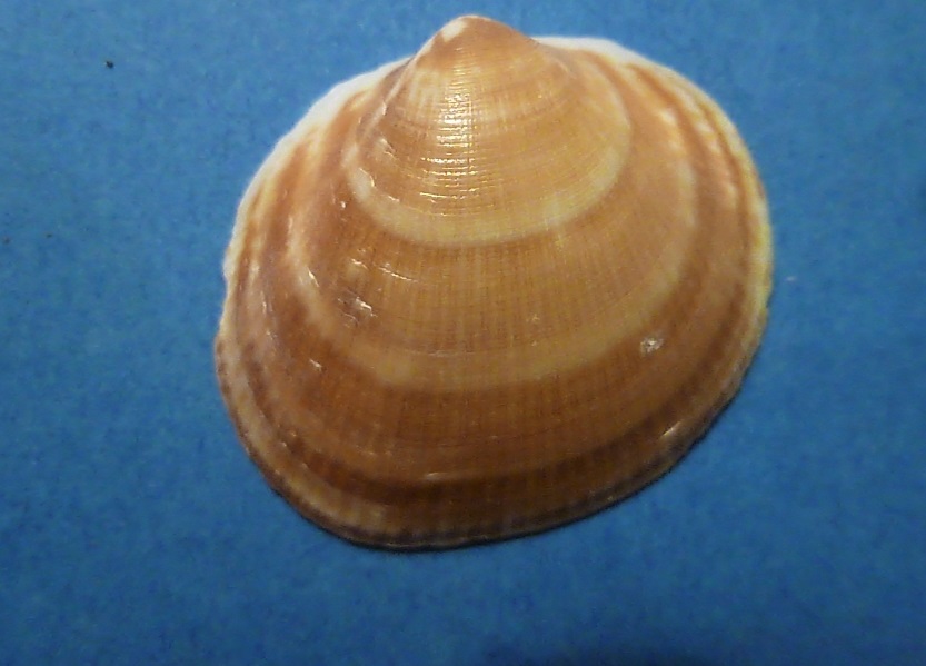 Glycymeris veneziani