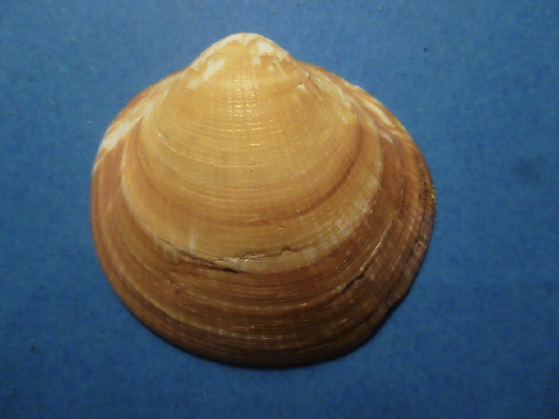 Glycymeris veneziani