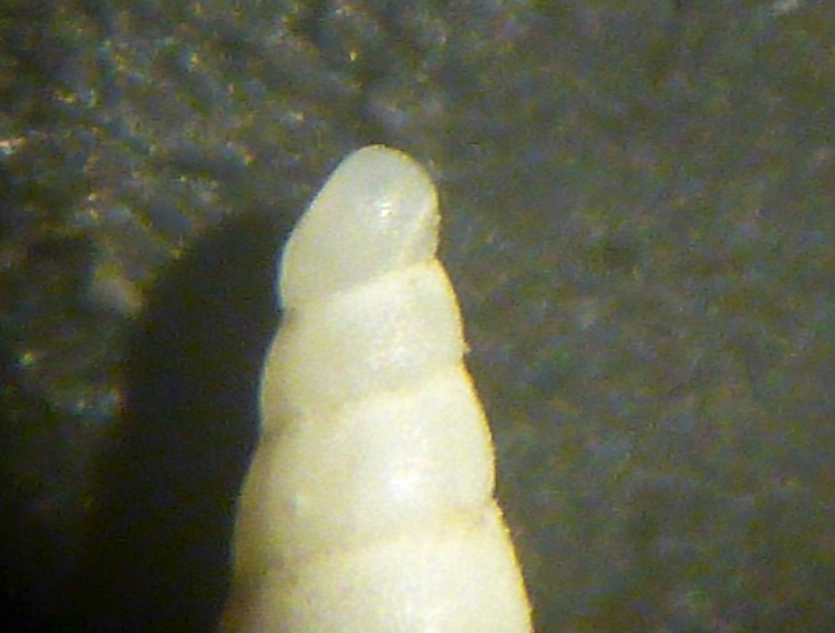 Eulimella da determinare