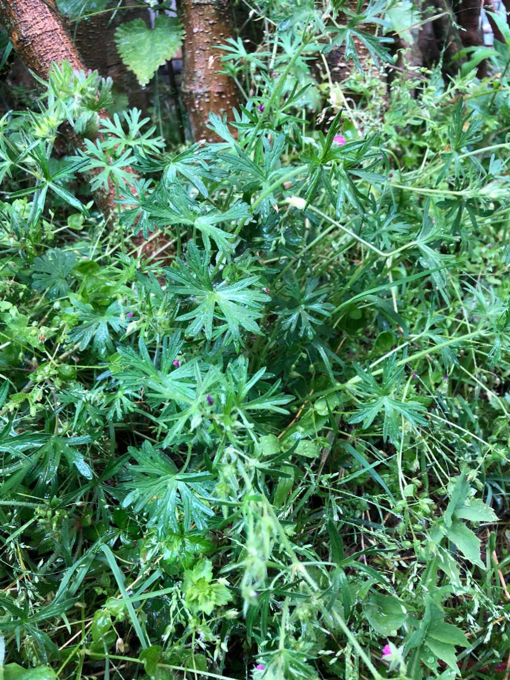 Geranium dissectum