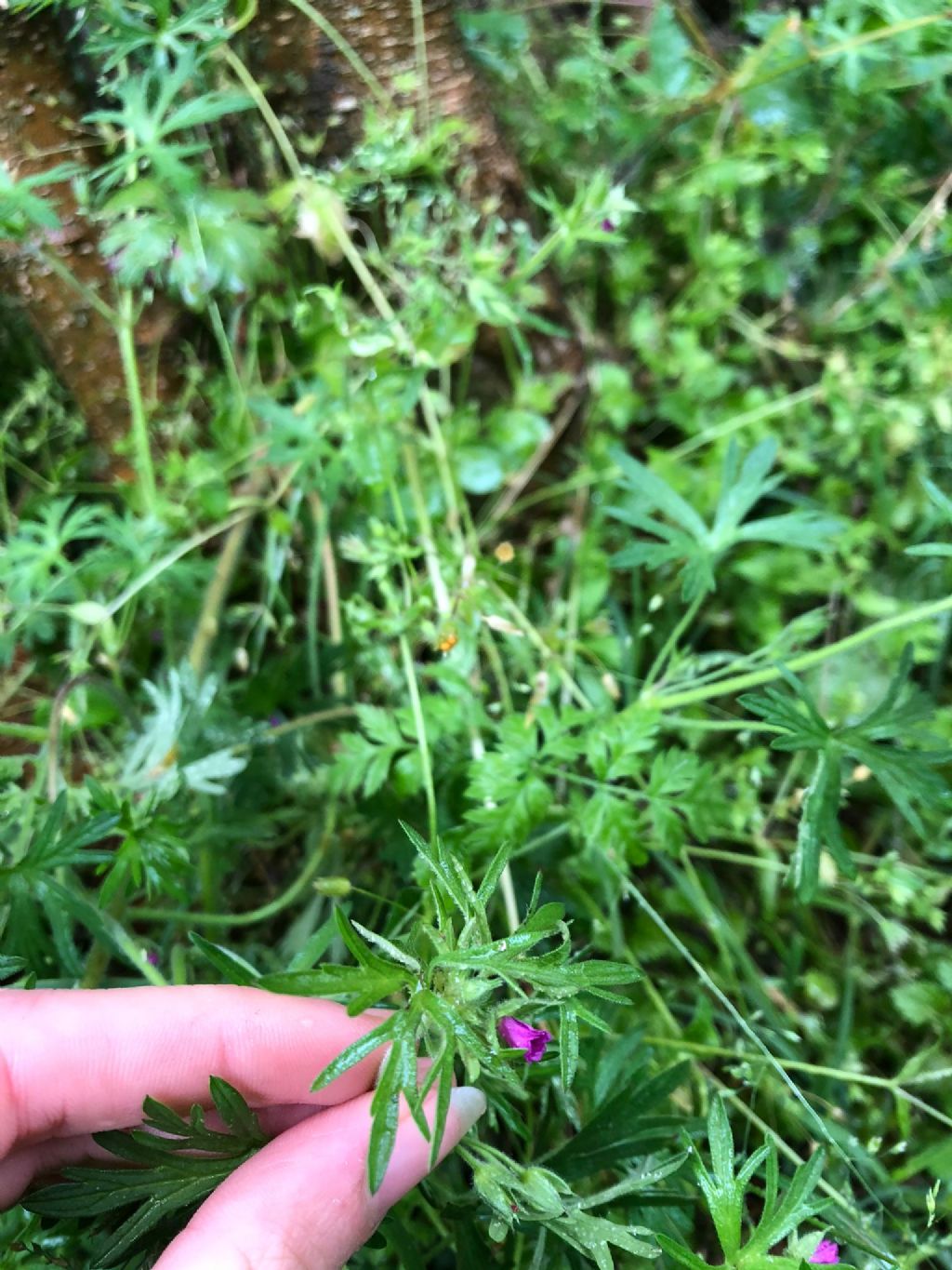 Geranium dissectum