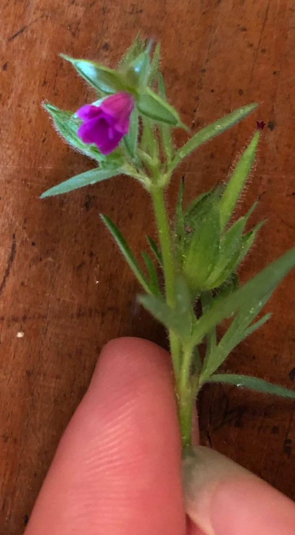 Geranium dissectum