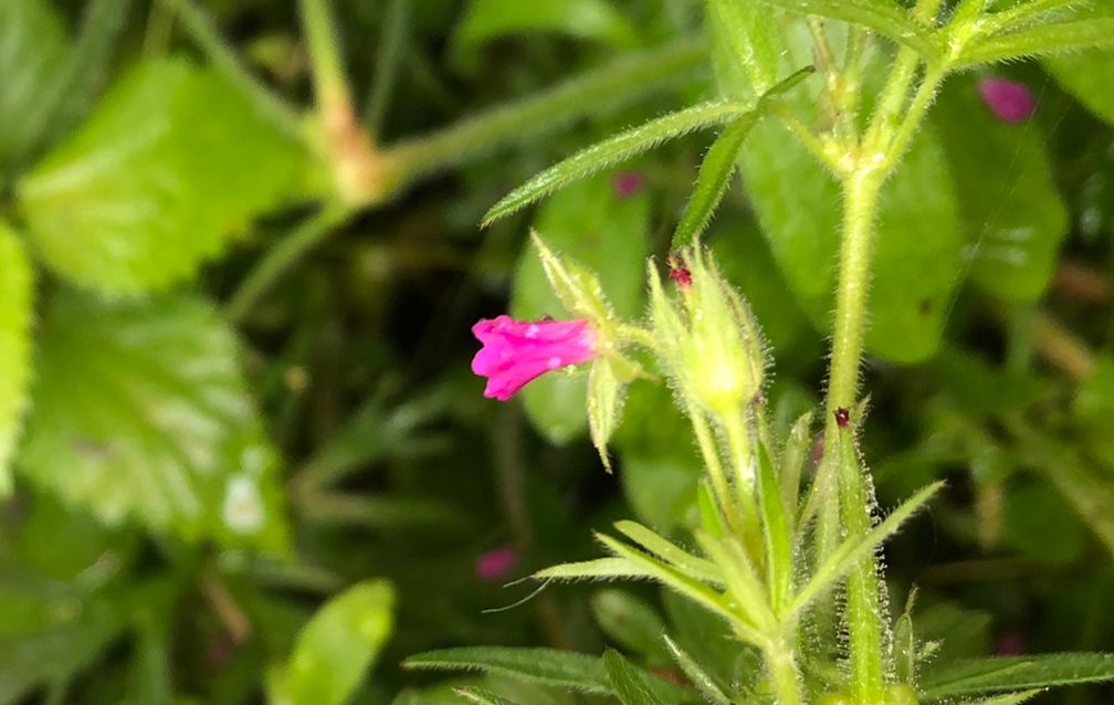 Geranium dissectum