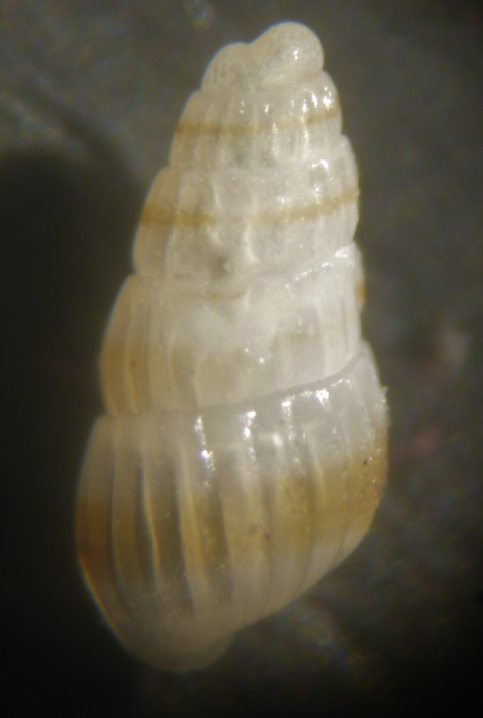 Pyramidellidae da determinare