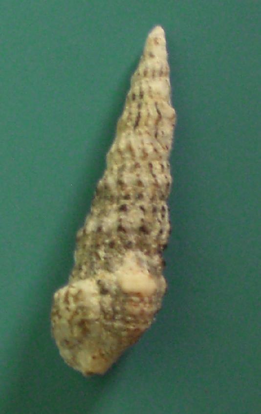 cerithium?
