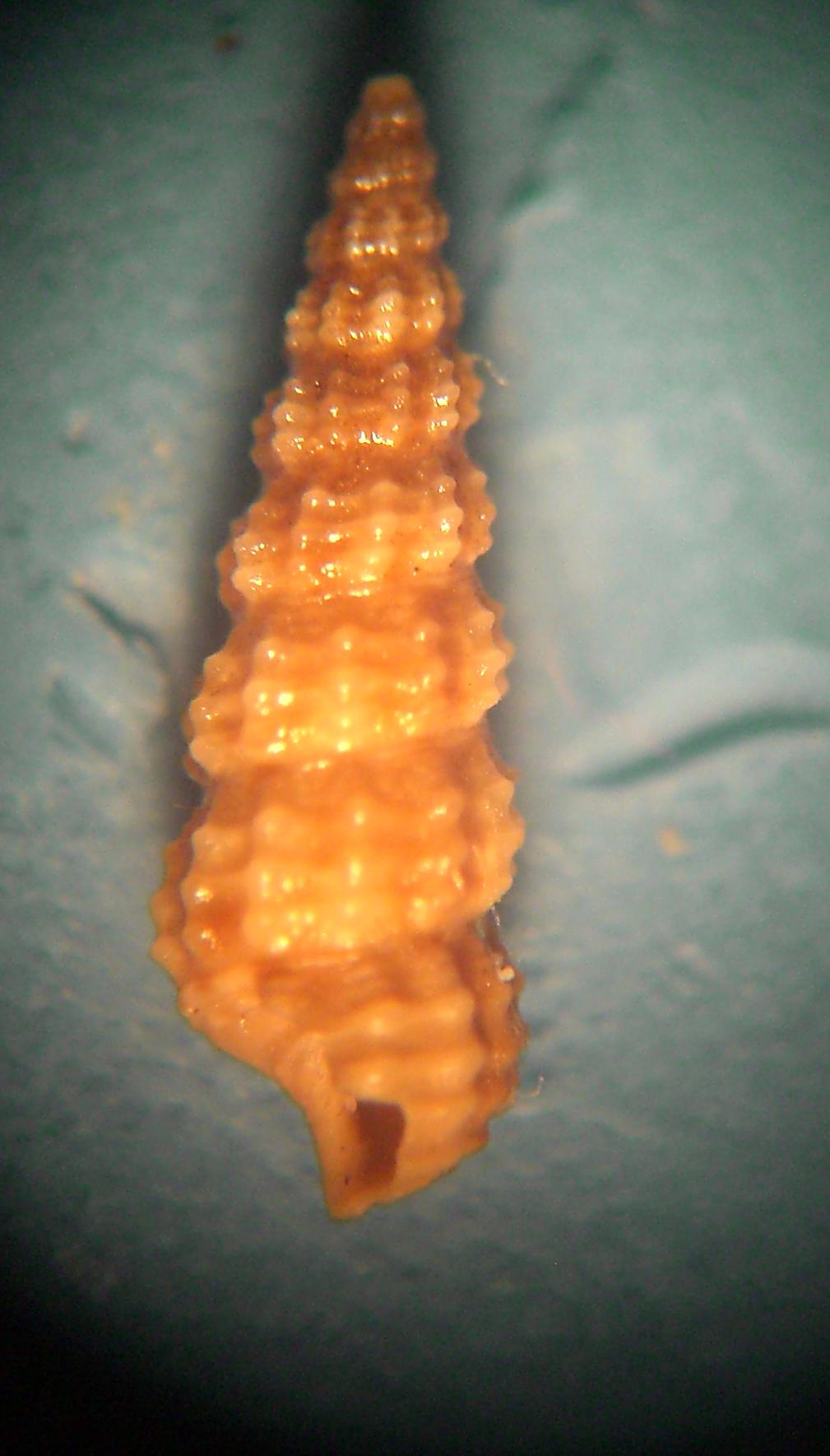 bittium da confermare