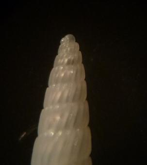 Turbonilla da determinare