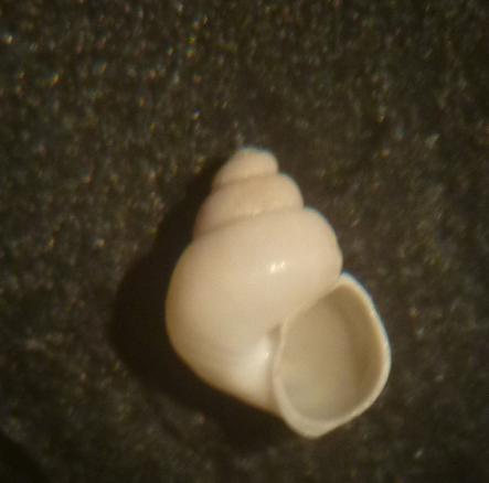 gasteropode da determinare