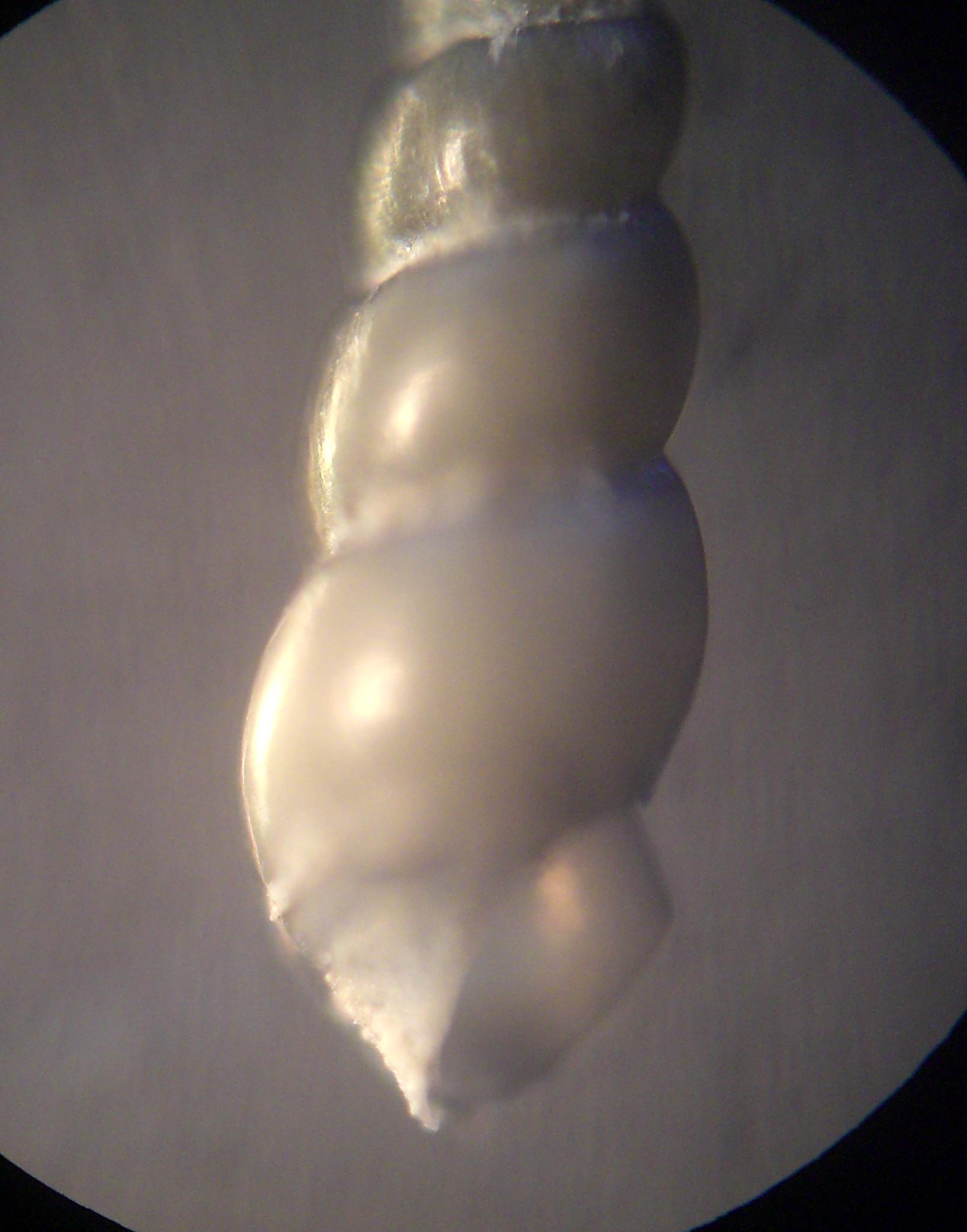 piramidellide da determinare