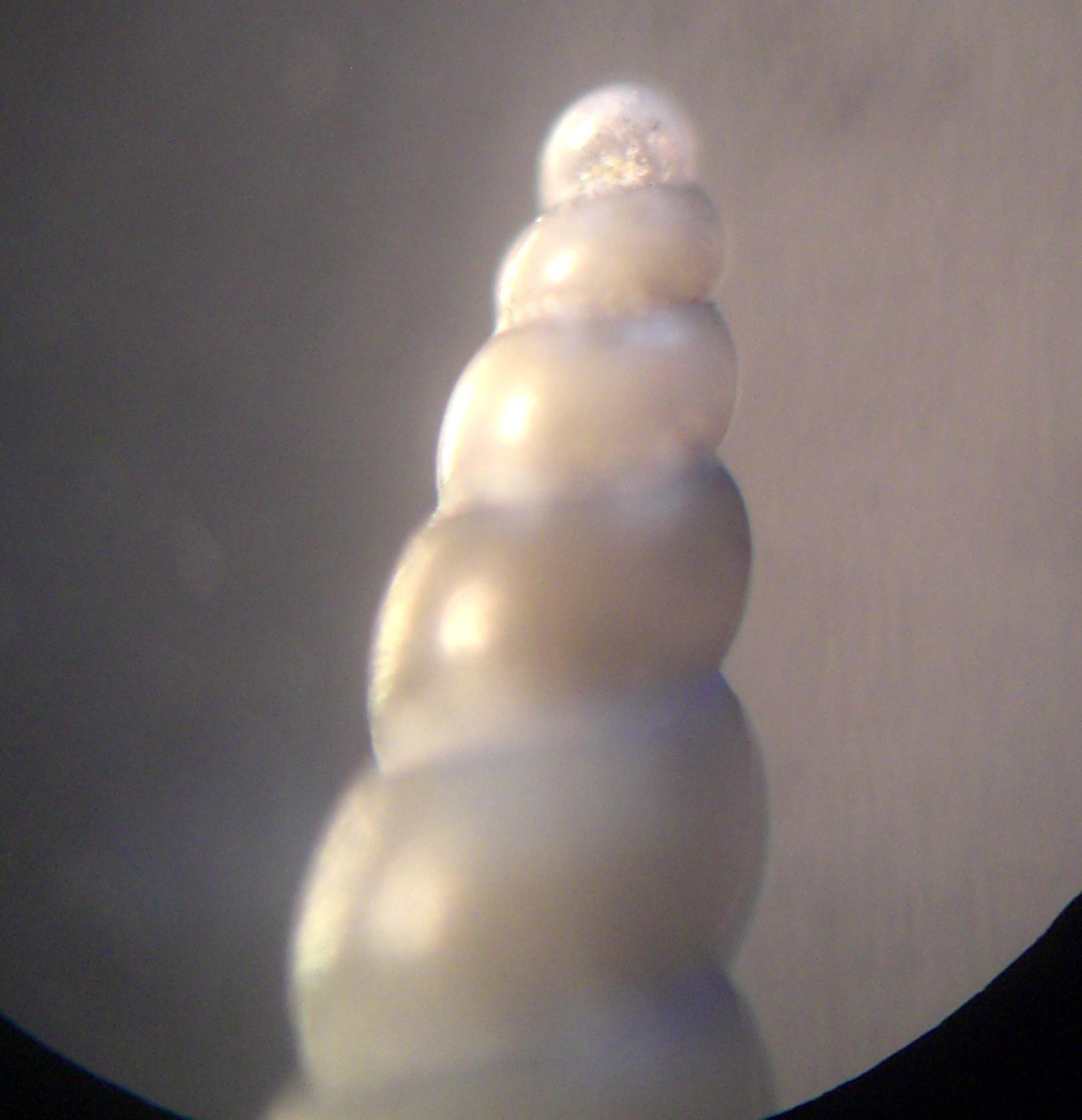 piramidellide da determinare