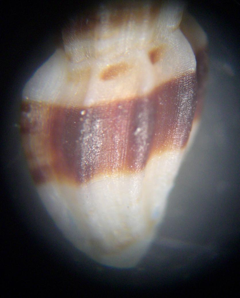 Mangelia da classificare