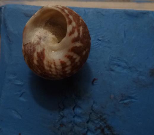 Gibbula da determinare