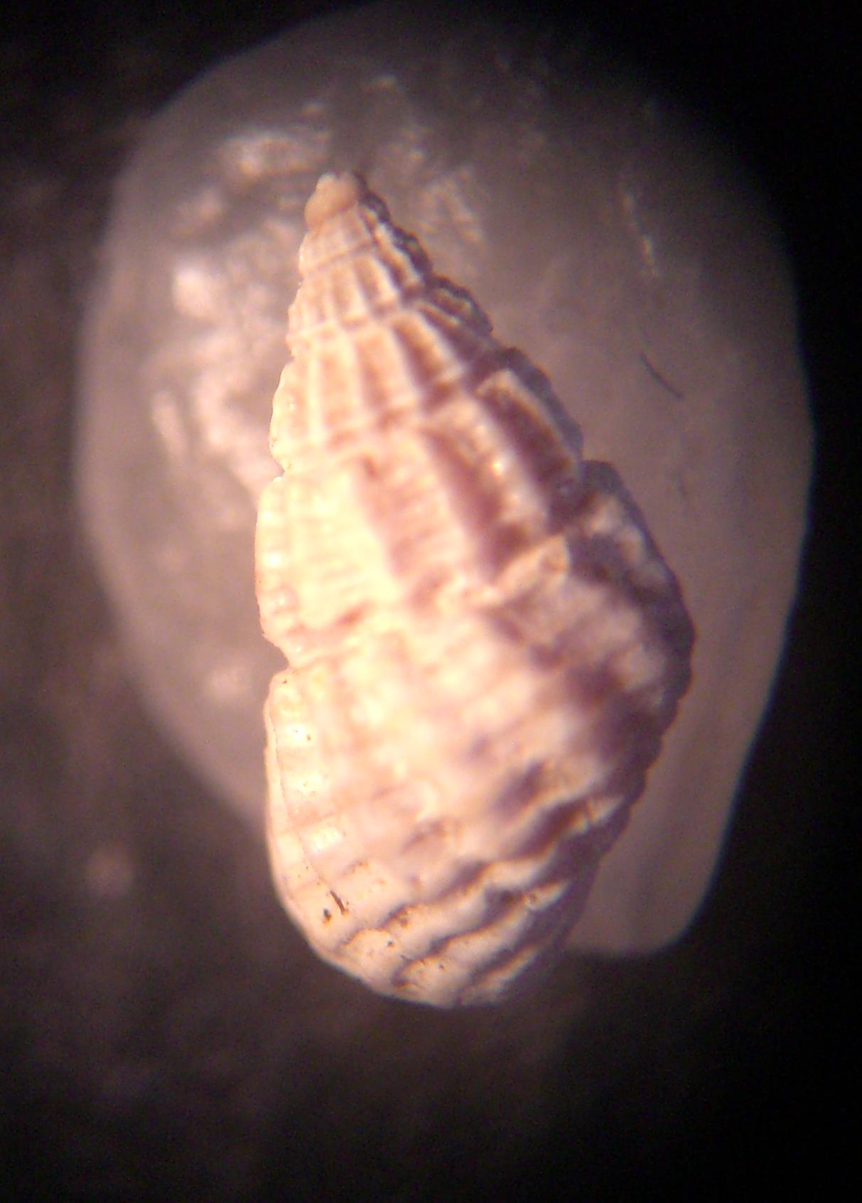 alvania da determinare