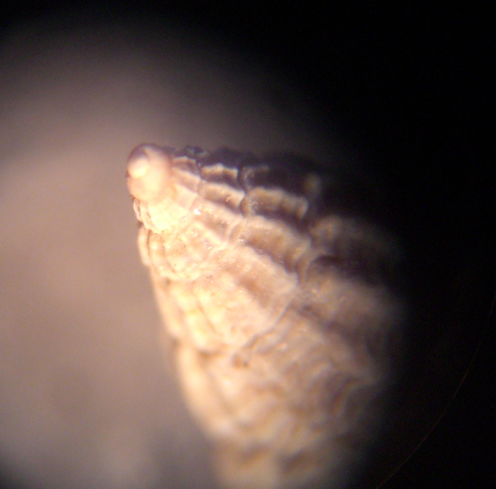 alvania da determinare