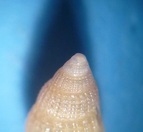 Alvania da determinare