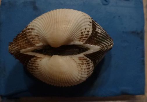 Anadara corbuloides?