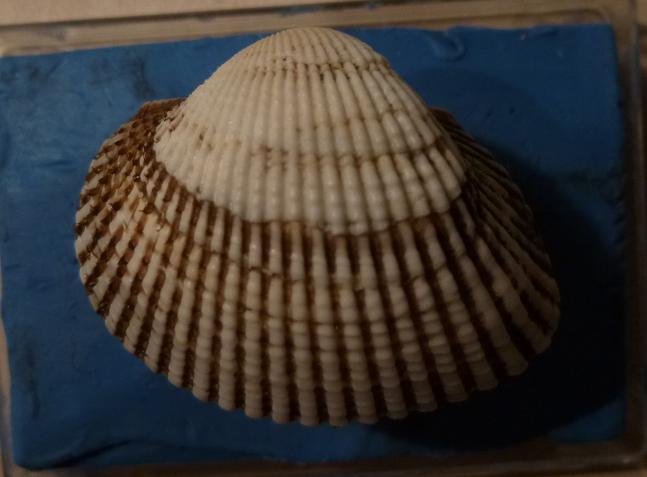 Anadara corbuloides?