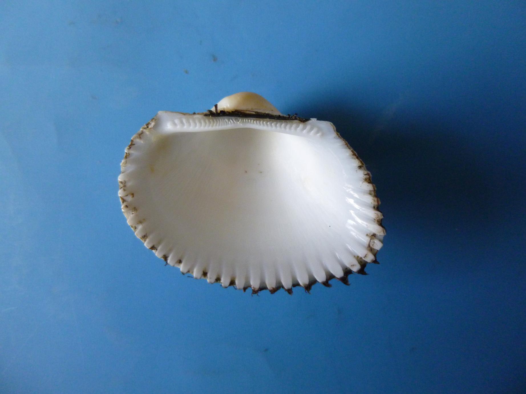 Anadara corbuloides?