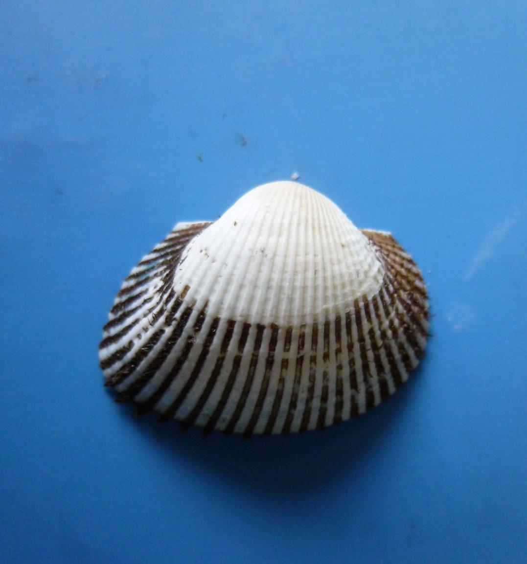 Anadara corbuloides?