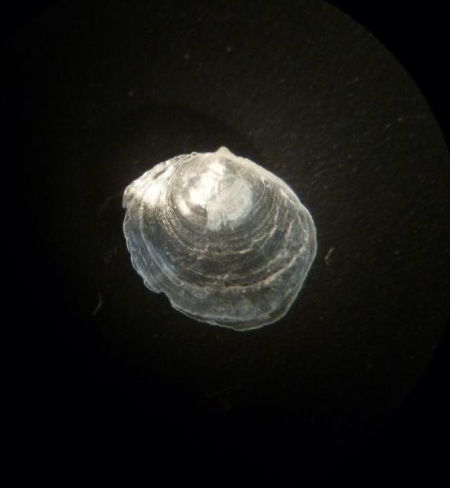 bivalve da determinare