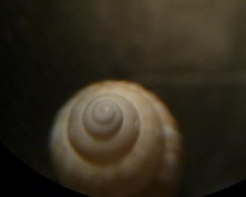 Pusillina da determinare