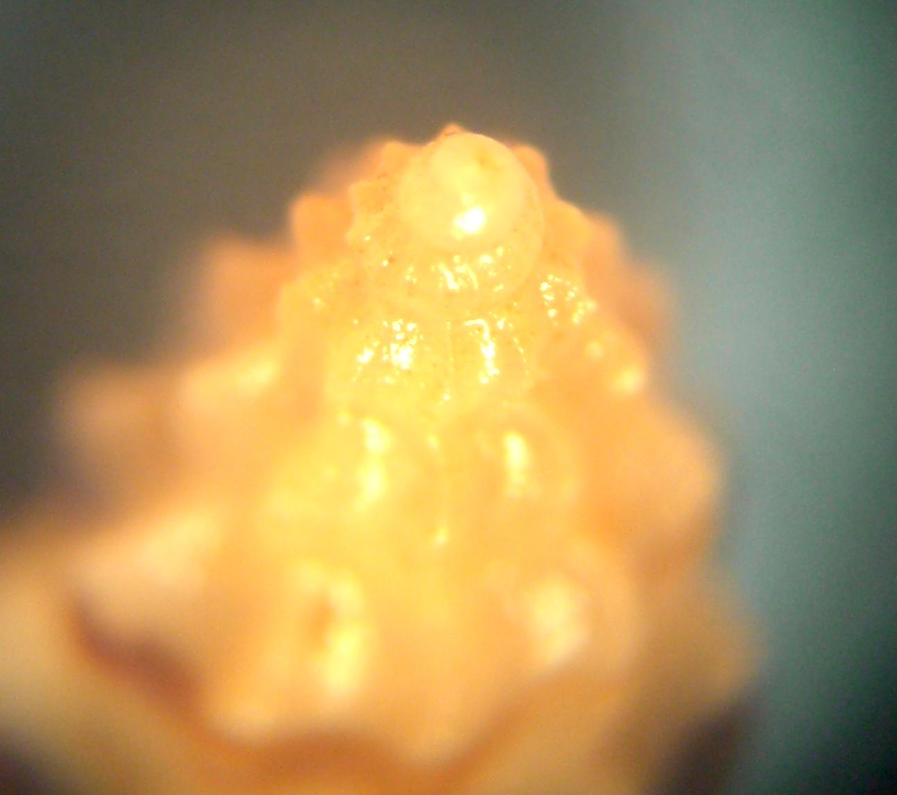 Mangelia da classificare