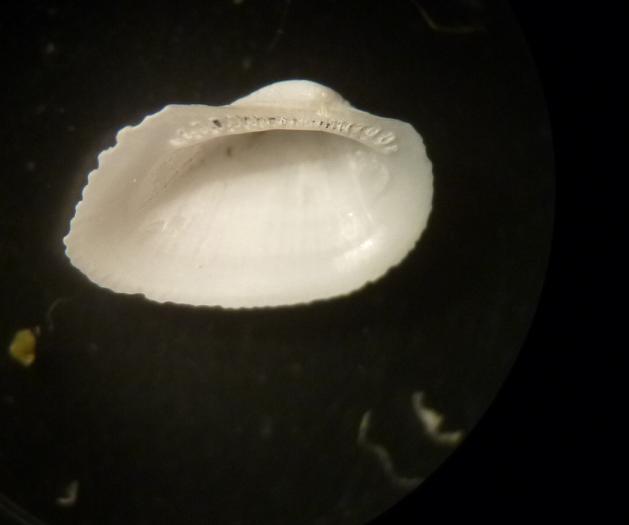 Arcide da confermare