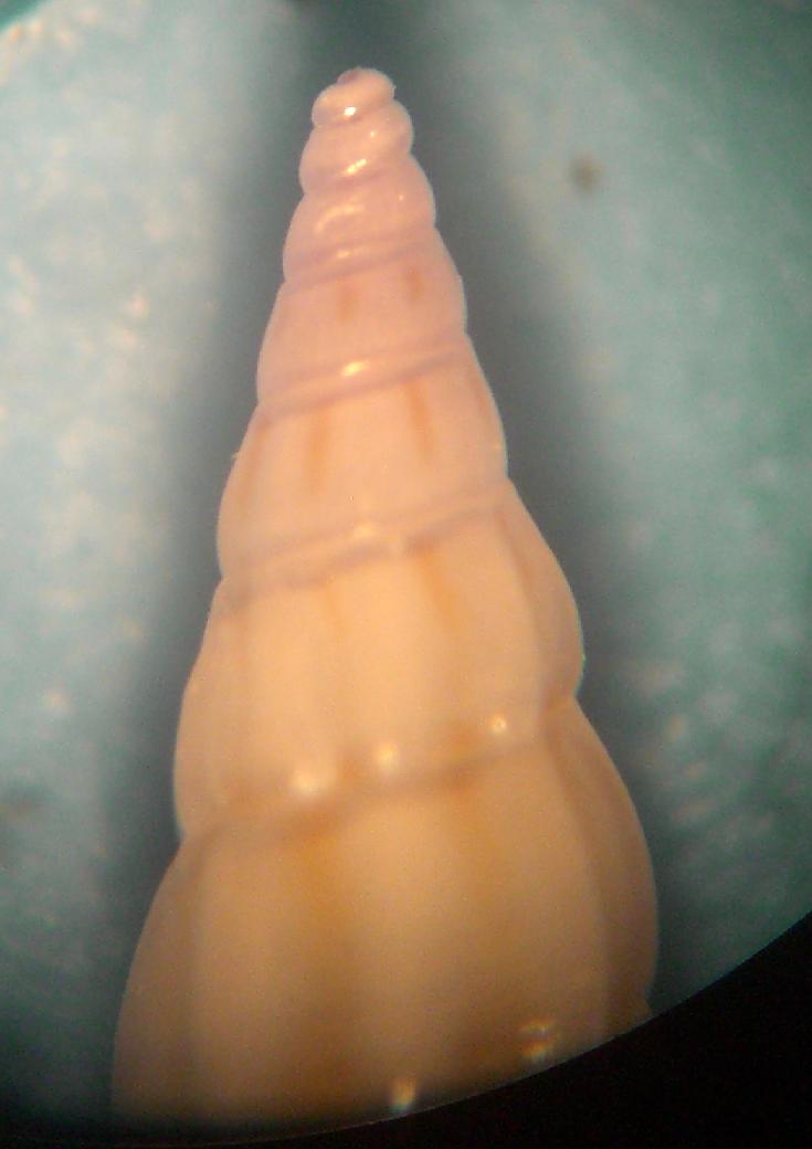 Rissoa auriscalpium?