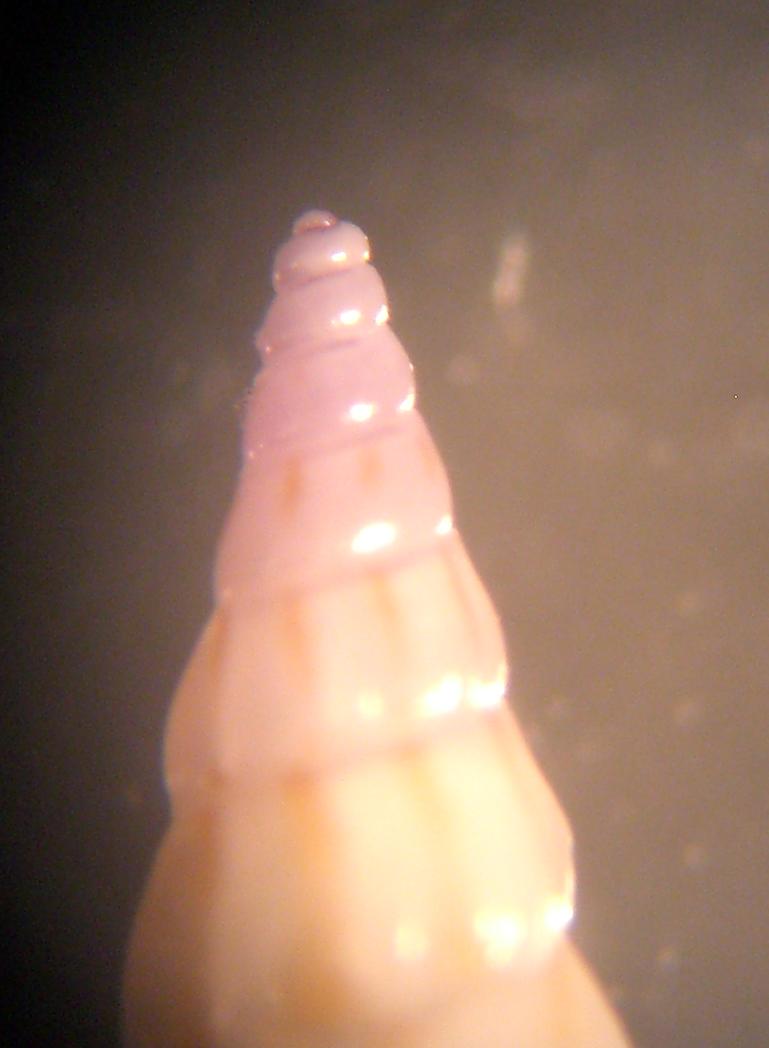 Rissoa auriscalpium?